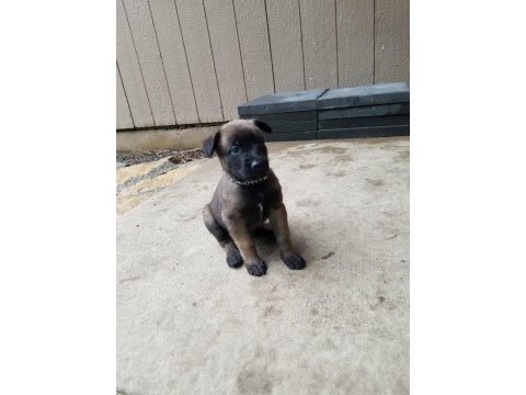 Malinois safkan bebekler her ile yollarım