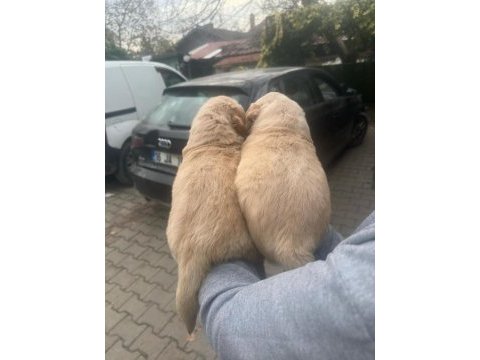 Orjinal golden retriever yavrular