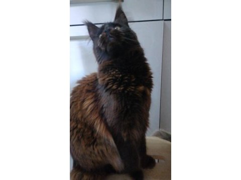 Maine coon yavrular