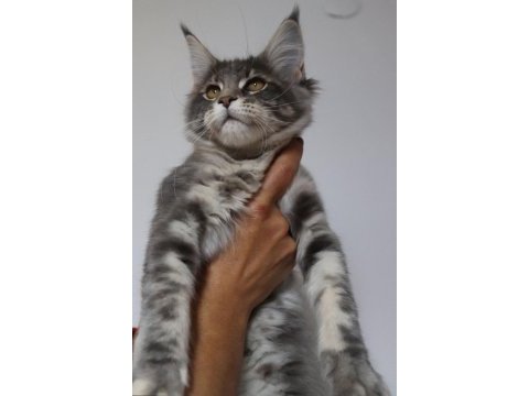 Şecereler ligi renkler gökkuşağı safkan maine coon