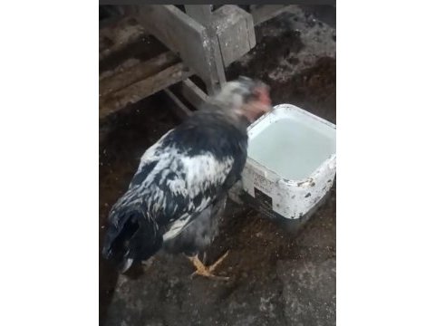 Fazlalıktan dolayı sahiplendireceğim horoz