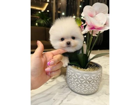 Yakışıklı pomeranian oğlum chıvas