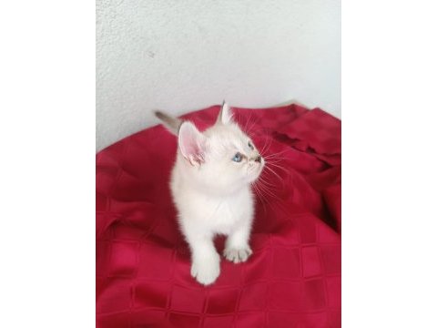 British shorthair yavruları