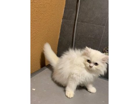 British longhair bursa 5 adet acil ücretsiz