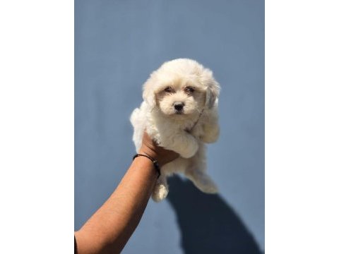 Nadir güzellikte maltese terrier yavrular