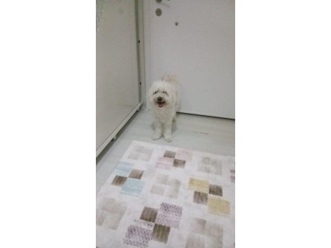 Maltipoo 1.5 yaş