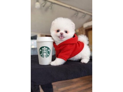 Pomeranian yavrularımız gelmiştir