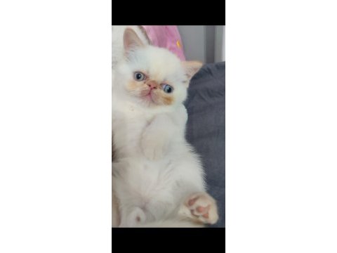 Exotic shorthair erkek