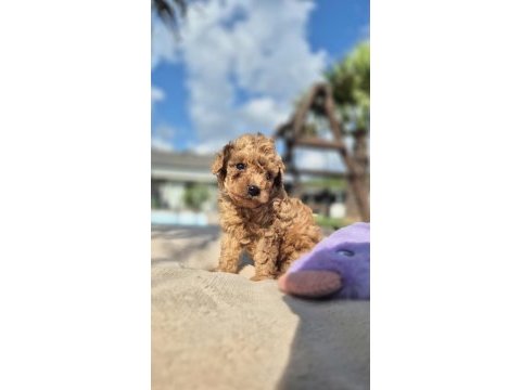 Poodle çıftliğinden red brown toy poodle bebeklerimiz 