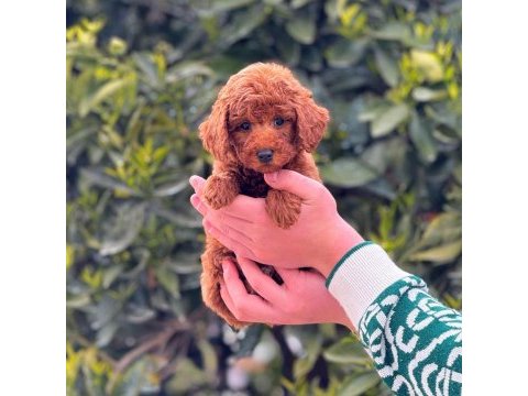 3 aylık erkek toy poodle