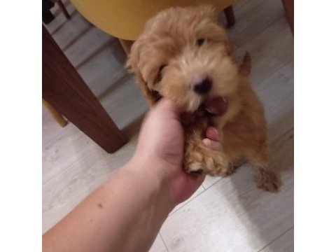 Safkan toy poodle 2 aylık