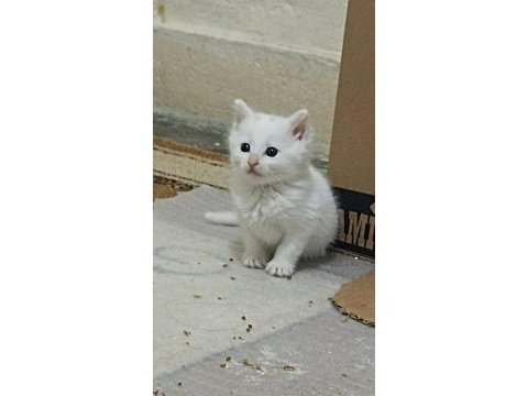 Sevecen british shorthair