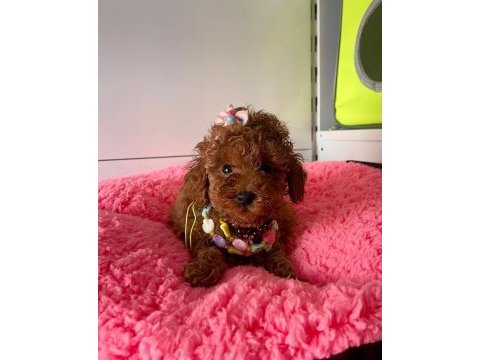 Ciflikten poodle yavrularımız dişi ve erkek