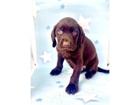 En güzel labrador bebekler