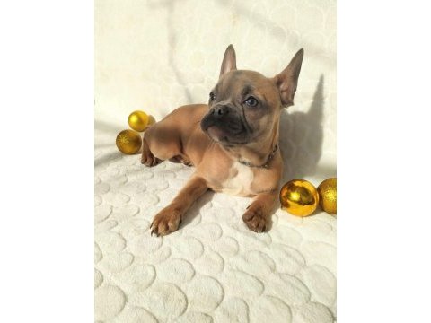 Güzeller güzeli french bulldog bebeklerimiz