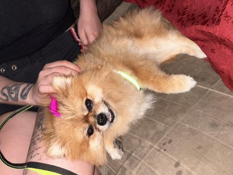 Orijinal dişi pomeranian