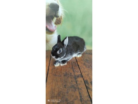 Cüce tavşan