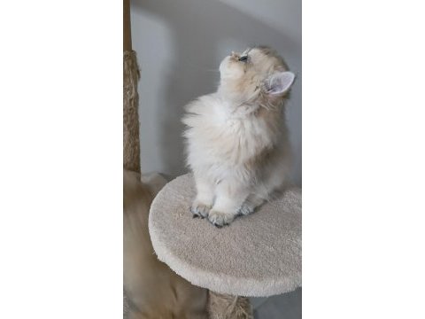 Ny 12 yavru british longhair kedilerimiz