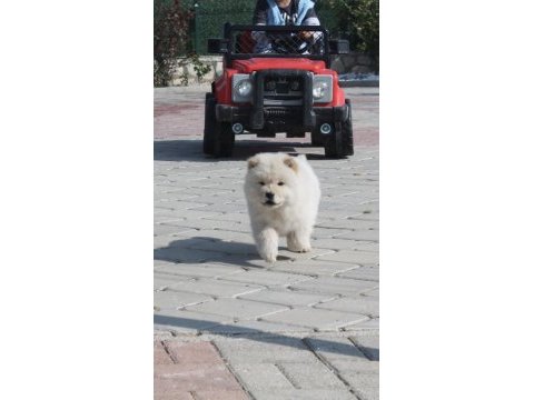Bebek surat chow chow yavruları