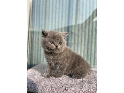 Safkan anne babadan son kalan safkan yavru british shorthair