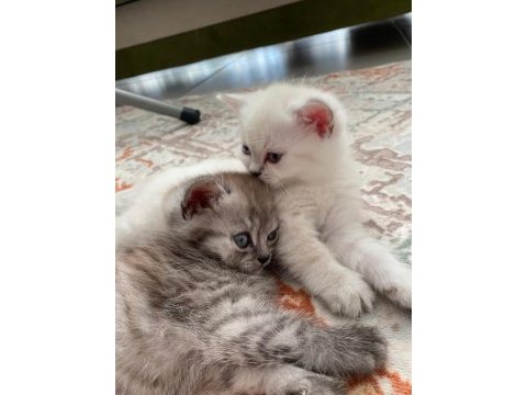 2 aylık beyaz dişi kedimiz
