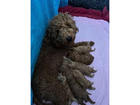 Kendi kızımızın yavruları orjinal red toy poodle