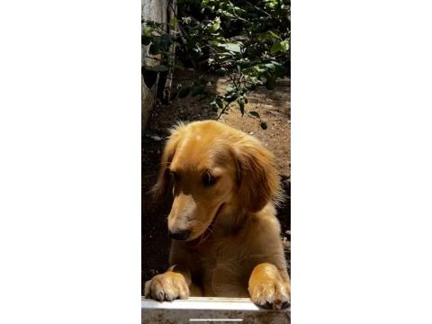 Golden retriever köpeğimiz