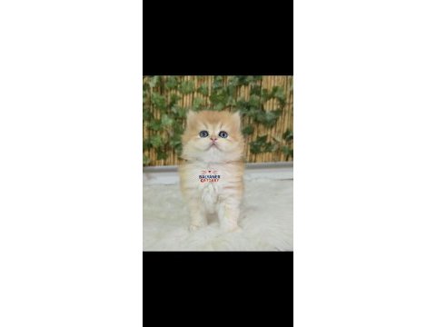 Safkan british longhair erkek golden renkli yavru