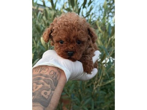 En iyi poodle benim olsun isteyene