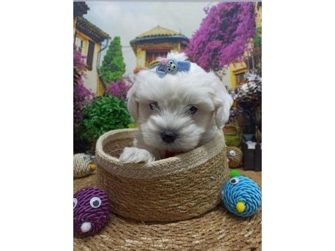 Muazzam güzellikte a kalite maltese terrier yavrularımız
