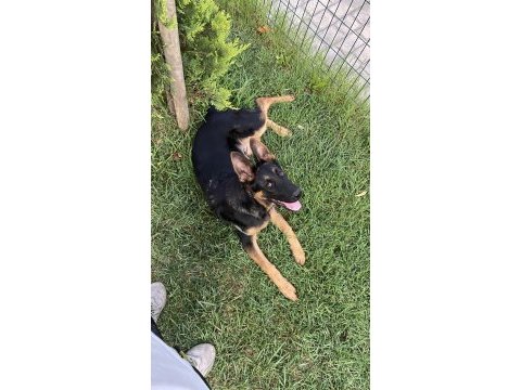 Orijinal alman kurdu