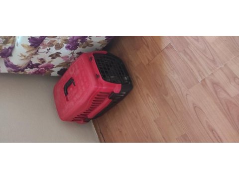 Siyam kedisi herşeyiyle verilecektir
