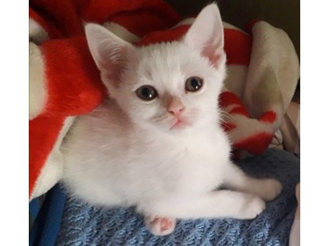Yakışıklı ve masum yavru 2 aylık british shorthair