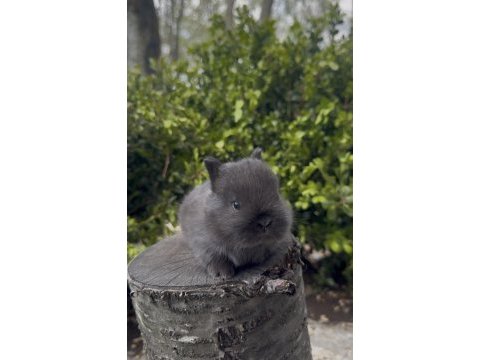 A kalite netherland dwarf yavru tavşanlar