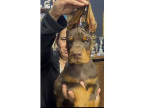 European pedigreli doberman yavrular