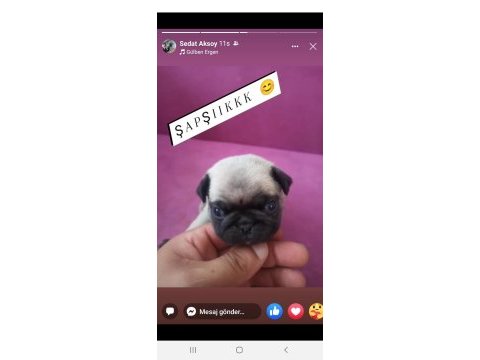Yavru pug krem