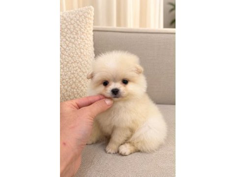Kar beyaz pomeranian boo 