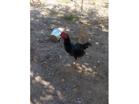 Benim güzel horozum