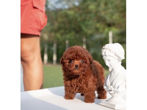 Özel seçilmiş poodle yavrusu