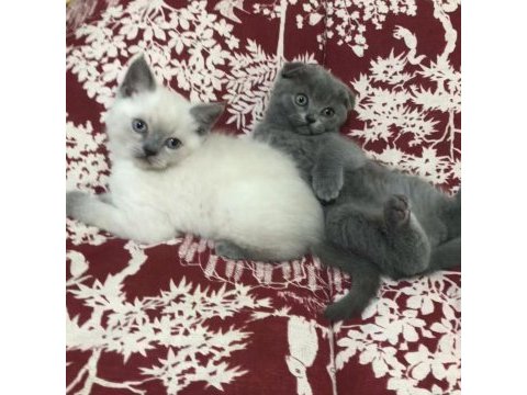 Safkan scottish fold bebekler