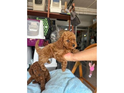 Toy poodle köpekler tüy dökmez