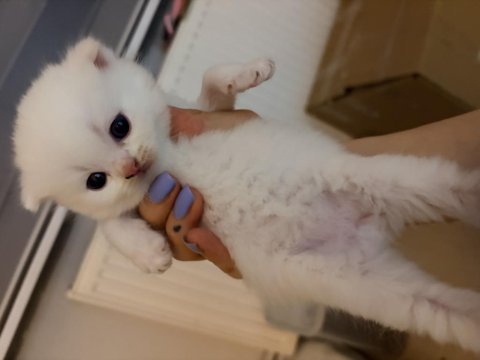 Safkan scottish fold yavrular