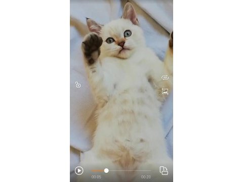 Pendik evden british shorthair