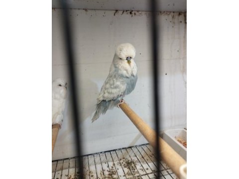 Show jumbo muhabbet kuşları