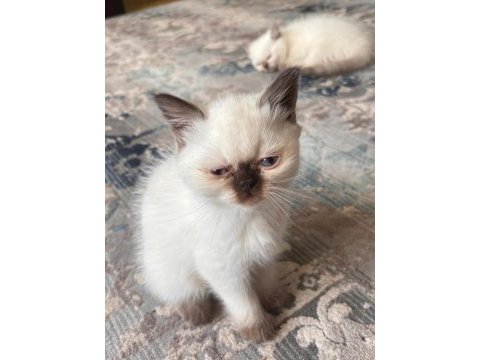 Çikolata point british longhair
