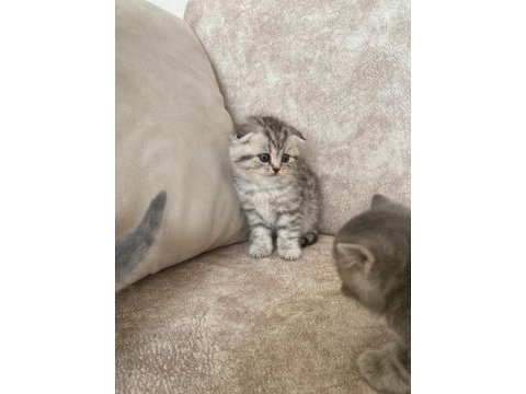 Mükemmel tatlı yavru kedilerimiz