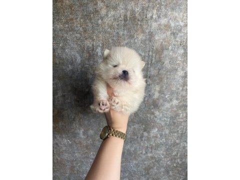 Minnoş pomeranian yavrularımız