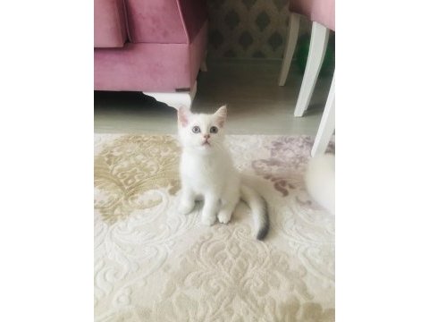 British shorthair yavrumuz sahiplendirilecek