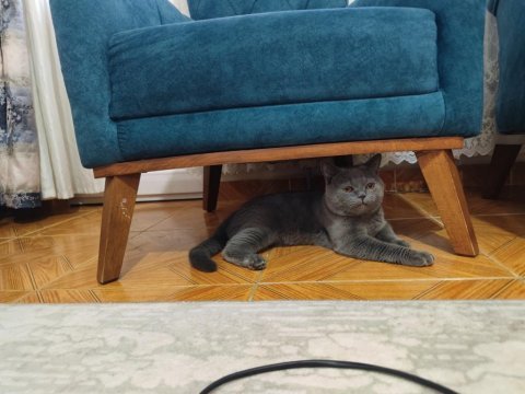 British shorthair 9 aylık