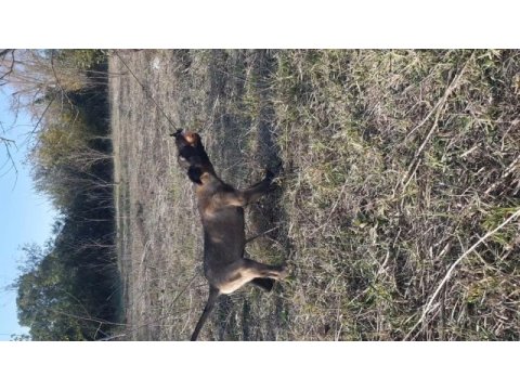 Malinois yavrularımız safkan